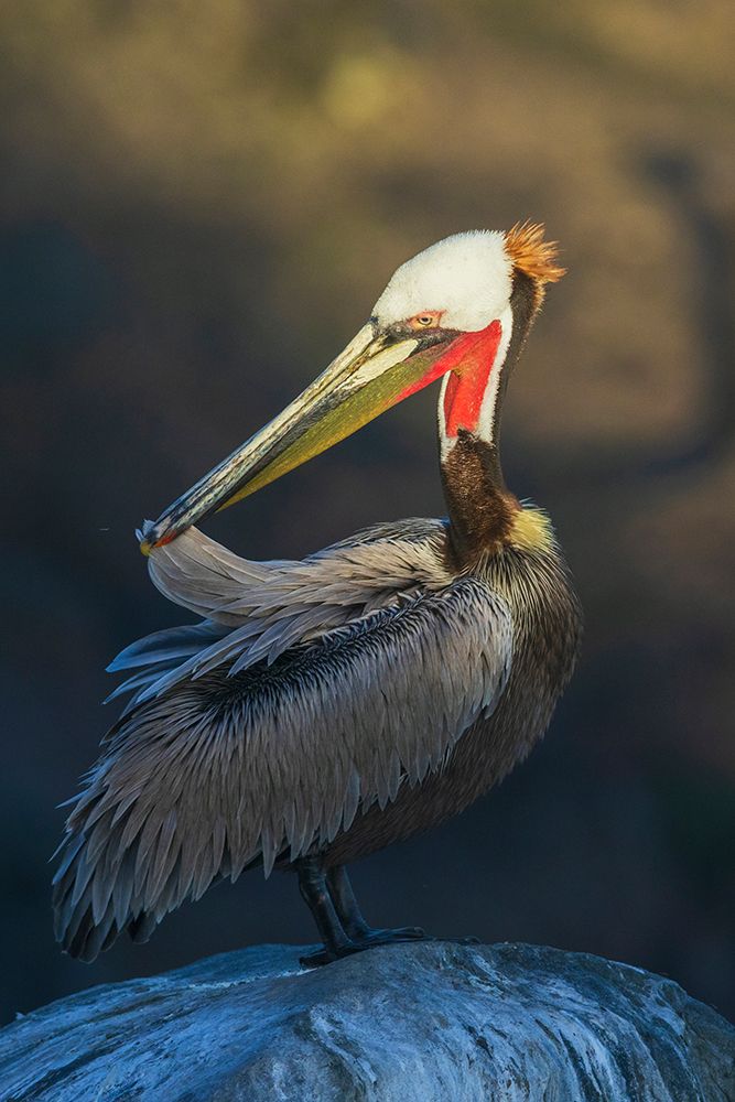 Brown pelican preening-coastal Southern California-USA art print by Ken Archer for $57.95 CAD