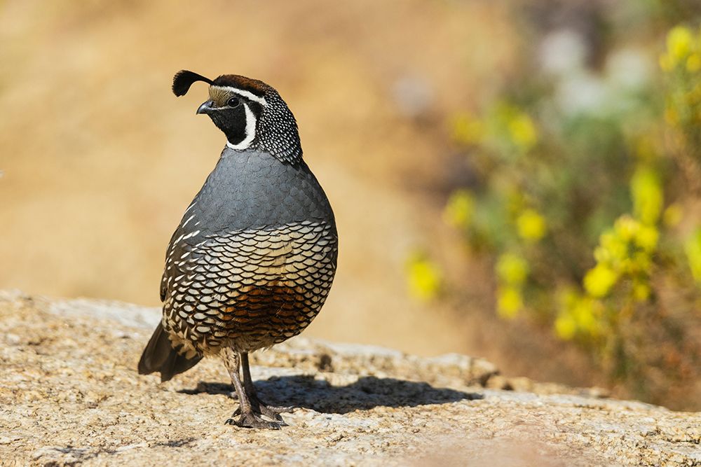 USA-Southern California-Poway-California quail art print by Ken Archer for $57.95 CAD