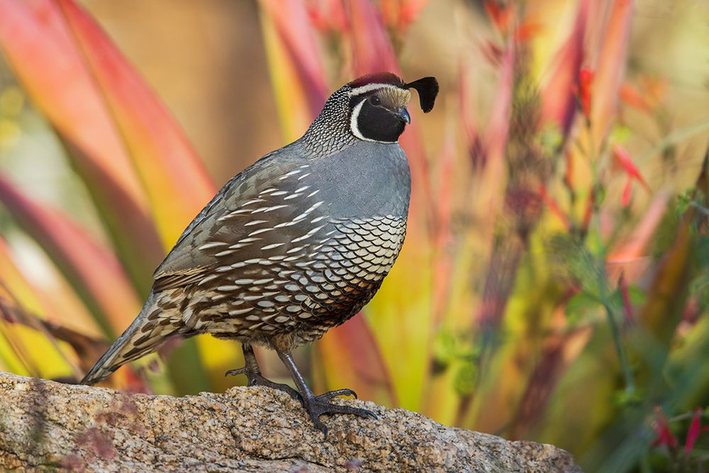 USA-Southern California-Poway-California quail art print by Ken Archer for $57.95 CAD