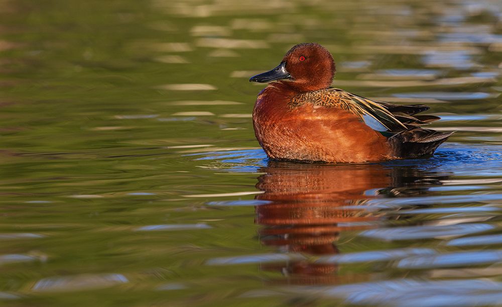 Cinnamon teal drake preening-Southern California-USA art print by Ken Archer for $57.95 CAD