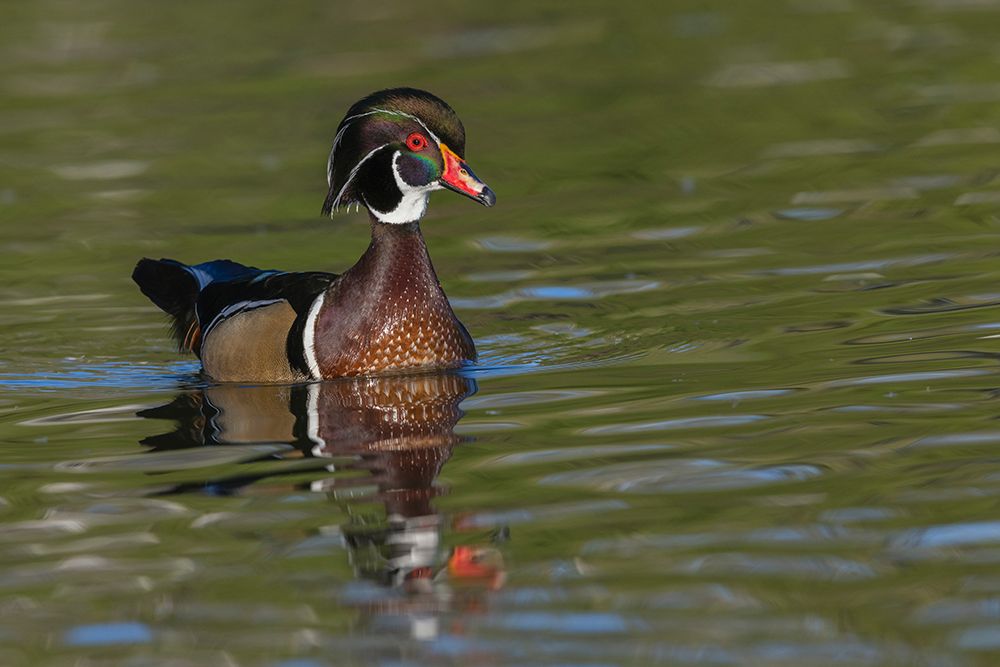 Wood duck drake calling-Southern California-USA art print by Ken Archer for $57.95 CAD