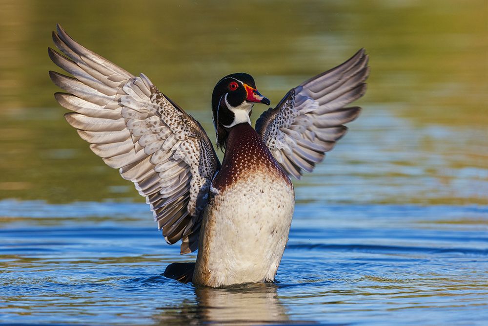 USA-Southern California-Poway-wood duck drake drying wings art print by Ken Archer for $57.95 CAD