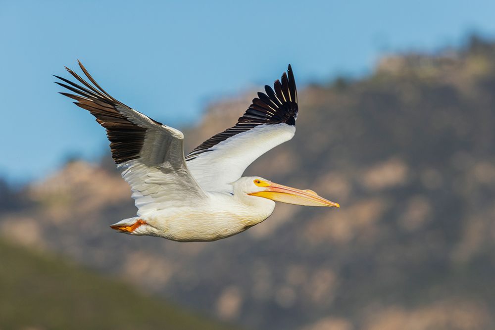 American white pelican flyby-Southern California-USA art print by Ken Archer for $57.95 CAD