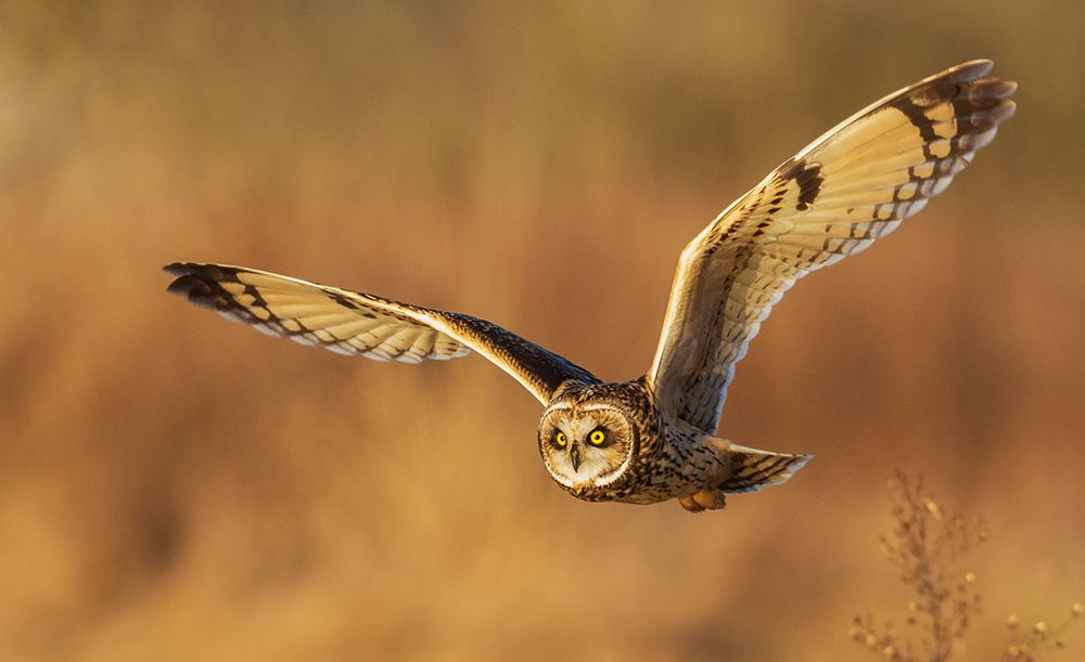 USA-Washington State Skagit Valley Short-eared owl on the hunt art print by Ken Archer for $57.95 CAD