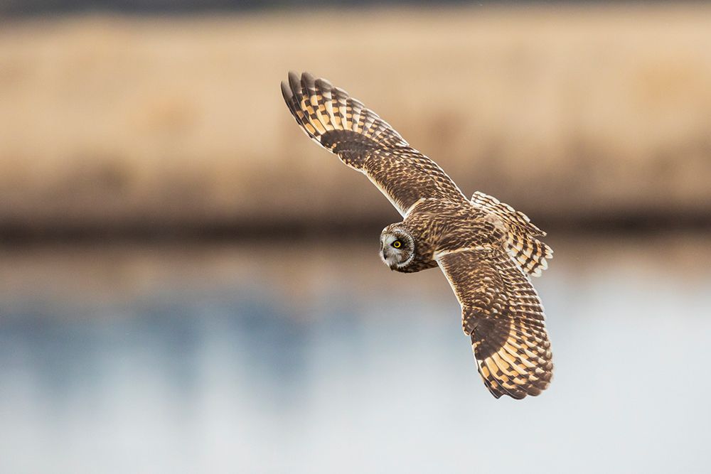 USA-Washington State Skagit Valley Short-eared owl in flight art print by Ken Archer for $57.95 CAD