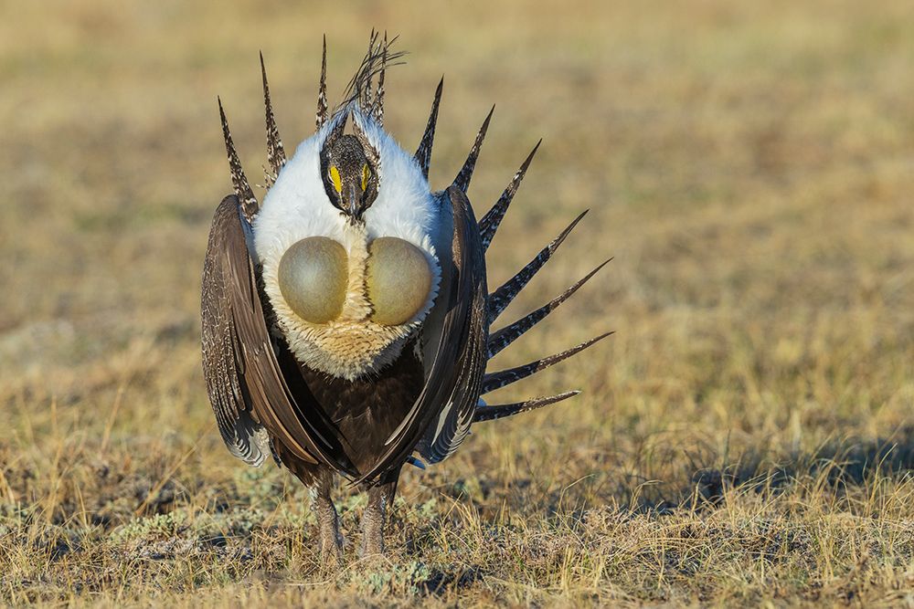Greater sage grouse courtship display art print by Ken Archer for $57.95 CAD