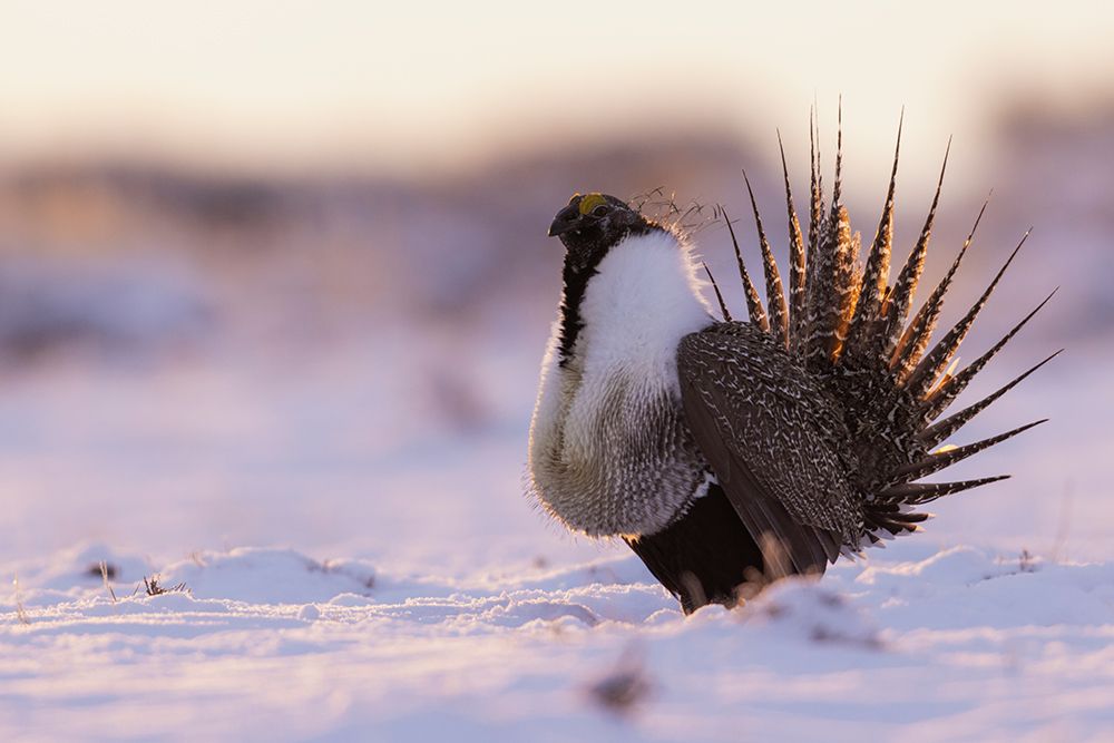 Greater sage grouse-dawn dance art print by Ken Archer for $57.95 CAD
