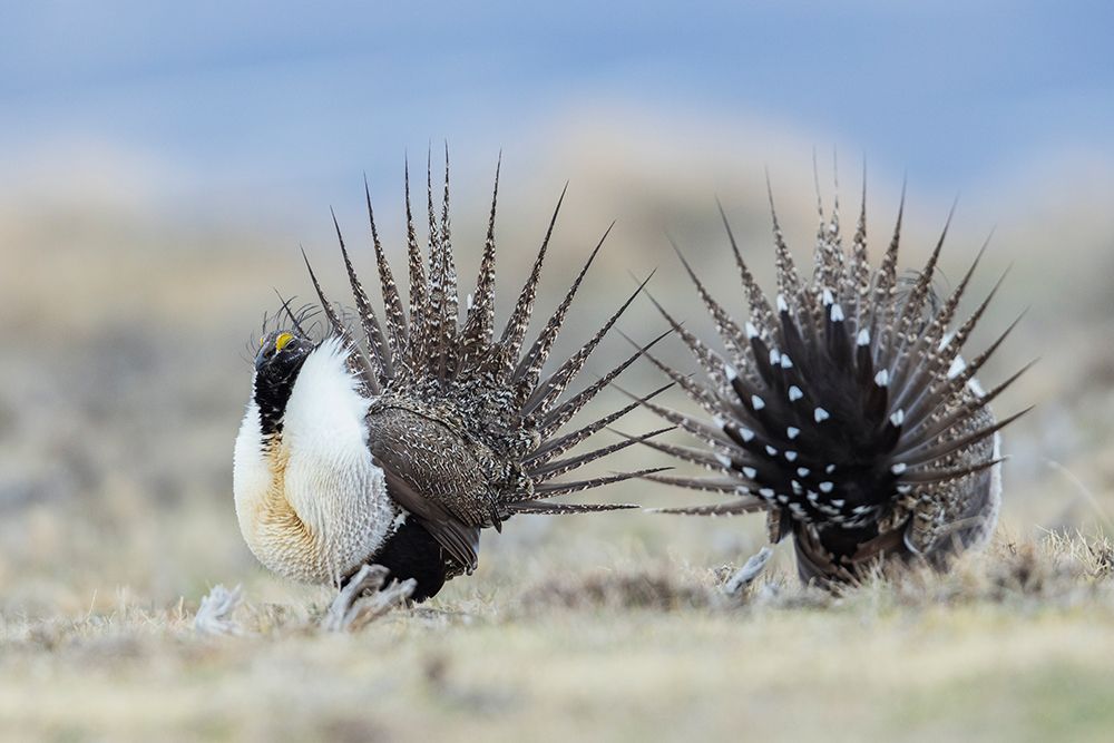 Greater sage grouse-spring courtship display on the lek-Colorado-USA art print by Ken Archer for $57.95 CAD