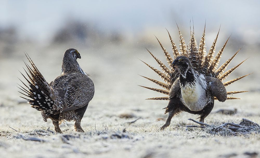Greater sage grouse Males-stand off for territory on the lek-Colorado-USA art print by Ken Archer for $57.95 CAD