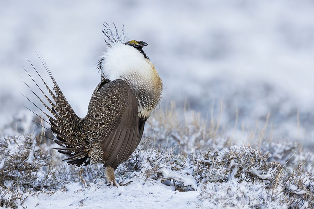 Greater sage grouse-courtship display-Colorado-USA art print by Ken Archer for $57.95 CAD