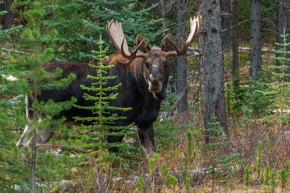 Shiras bull moose art print by Ken Archer for $57.95 CAD
