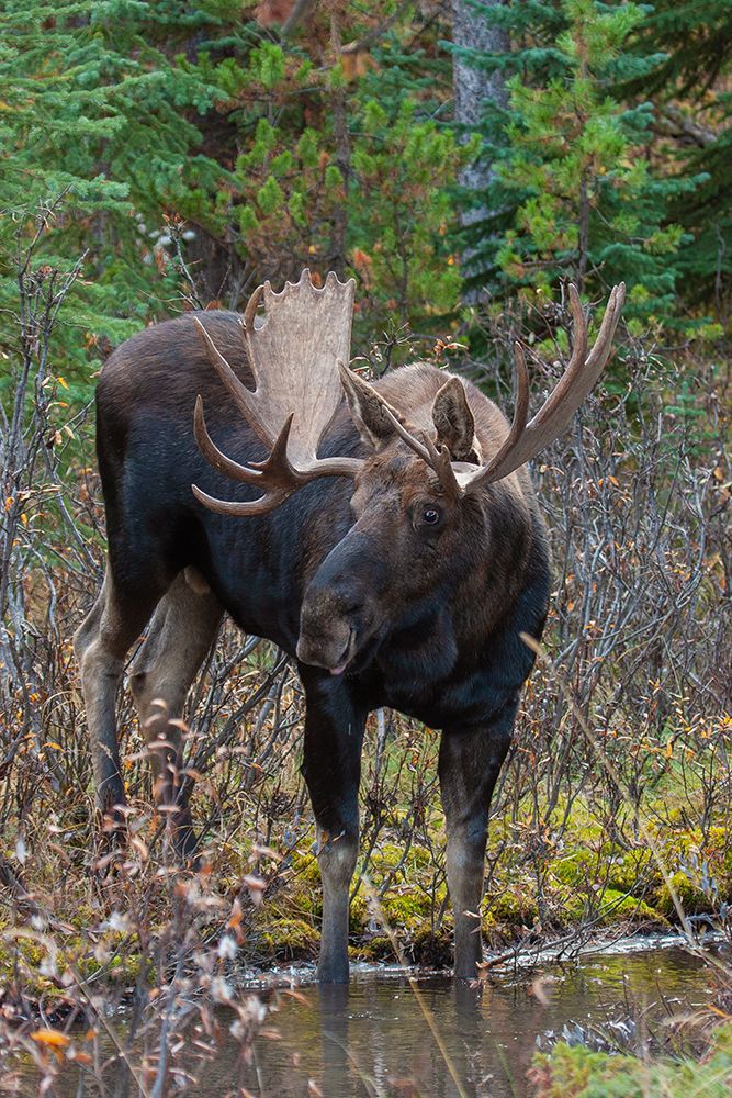 Shiras bull moose art print by Ken Archer for $57.95 CAD