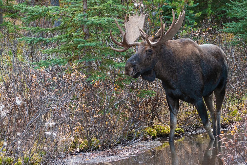 Shiras bull moose art print by Ken Archer for $57.95 CAD
