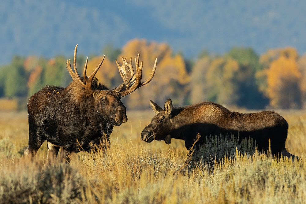 Shiras bull moose encounters a calf moose in autumn light-USA Wyoming art print by Ken Archer for $57.95 CAD