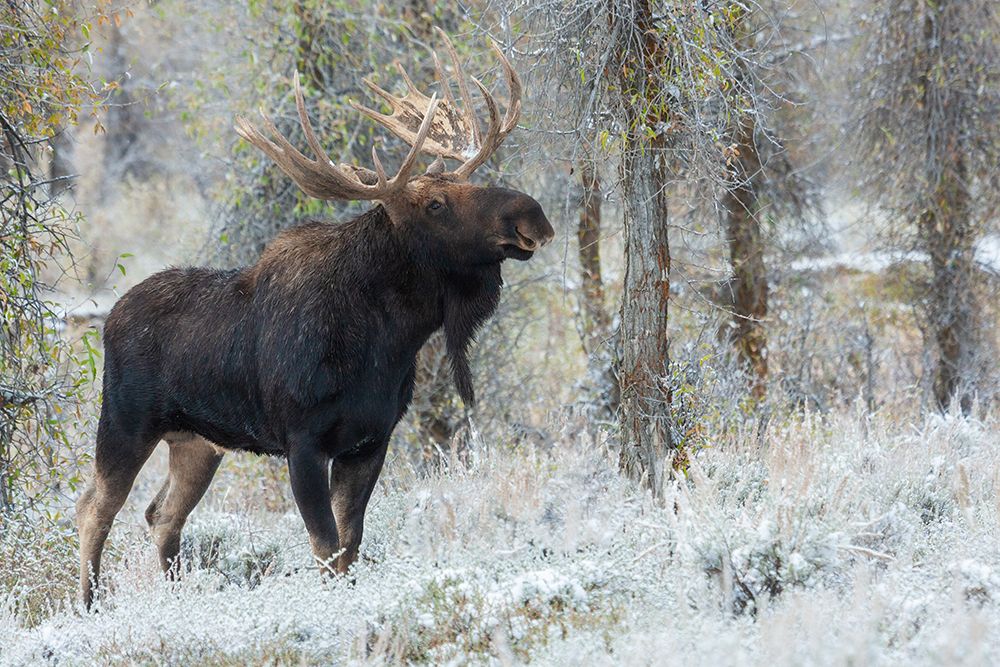 Shiras bull moose art print by Ken Archer for $57.95 CAD