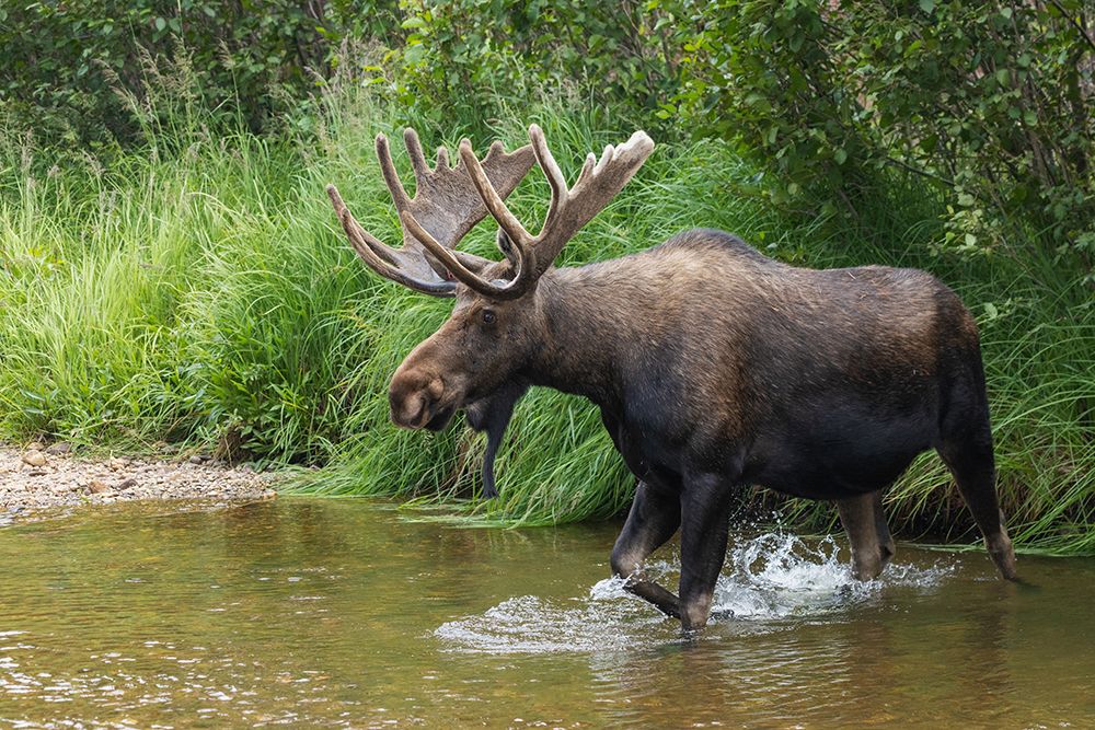Shiras bull moose-crossing stream art print by Ken Archer for $57.95 CAD