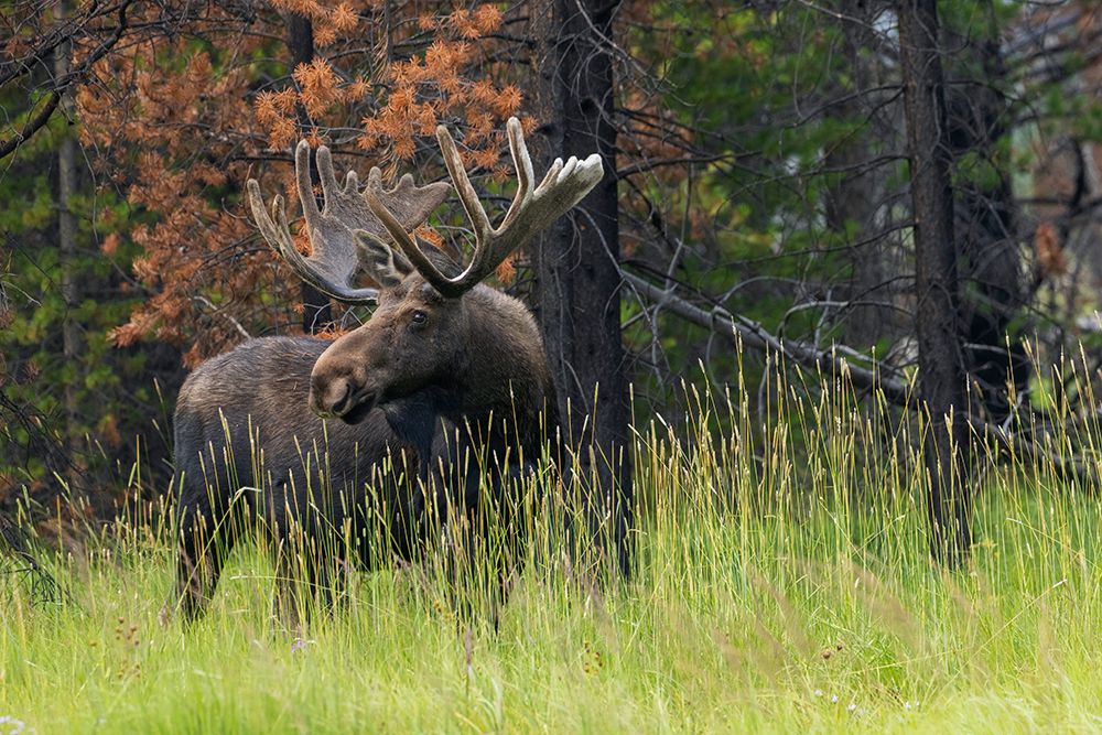 Bull moose-velvet antlers art print by Ken Archer for $57.95 CAD