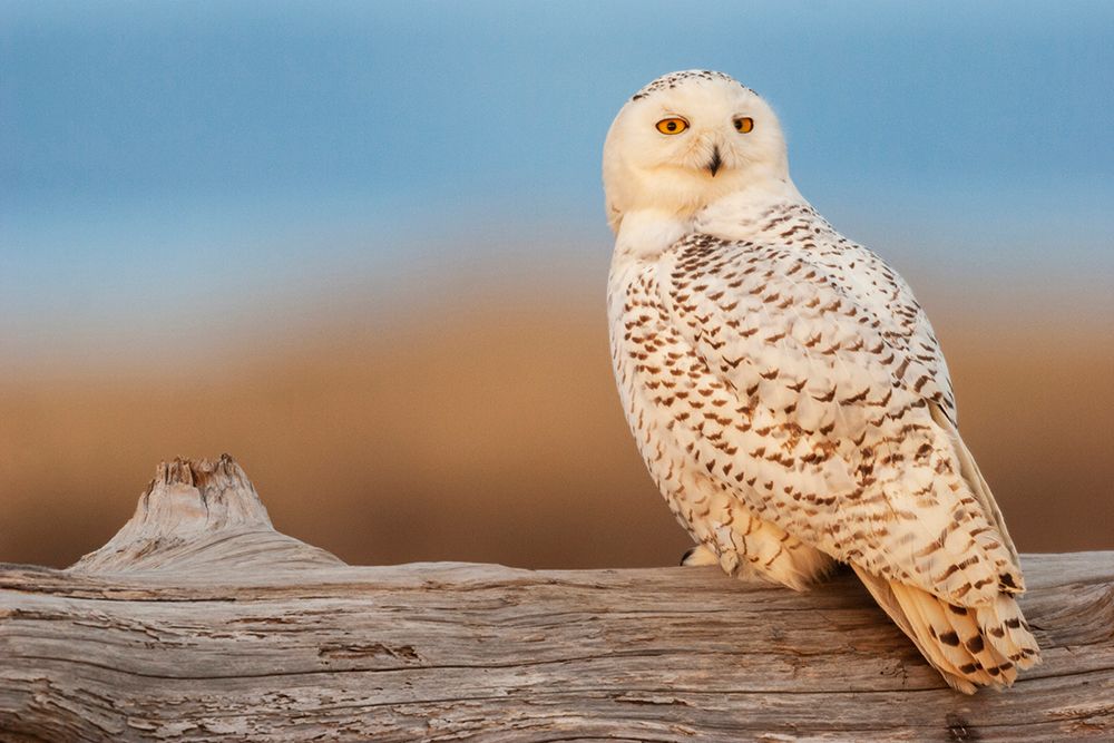 USA-Washington State Damon Point-snowy owl-last light art print by Ken Archer for $57.95 CAD
