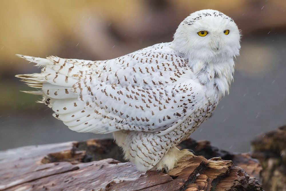 USA-Washington State Damon Point-snowy owl-winter rain art print by Ken Archer for $57.95 CAD