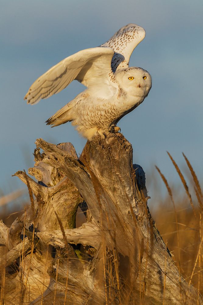 USA-Washington State Damon Point-snowy owl flying art print by Ken Archer for $57.95 CAD