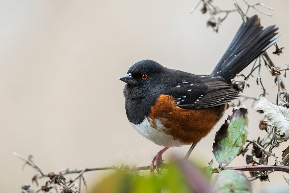 Canada-British Columbia-Boundary Bay-rufous-sided towhee art print by Ken Archer for $57.95 CAD