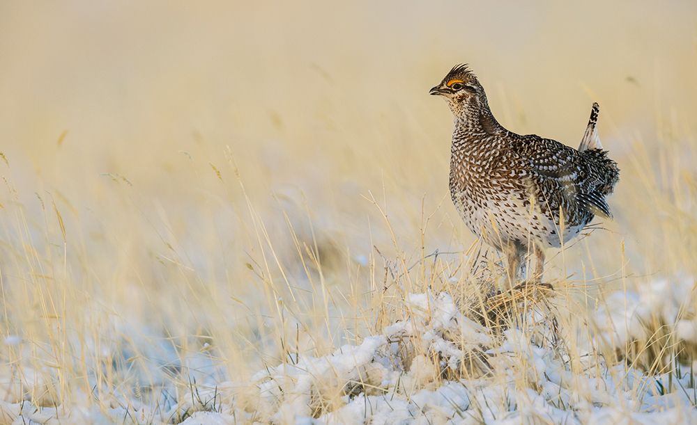 Sharp-tailed grouse-vantage point art print by Ken Archer for $57.95 CAD