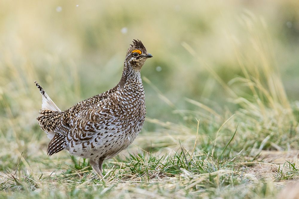 Sharp-tailed grouse art print by Ken Archer for $57.95 CAD