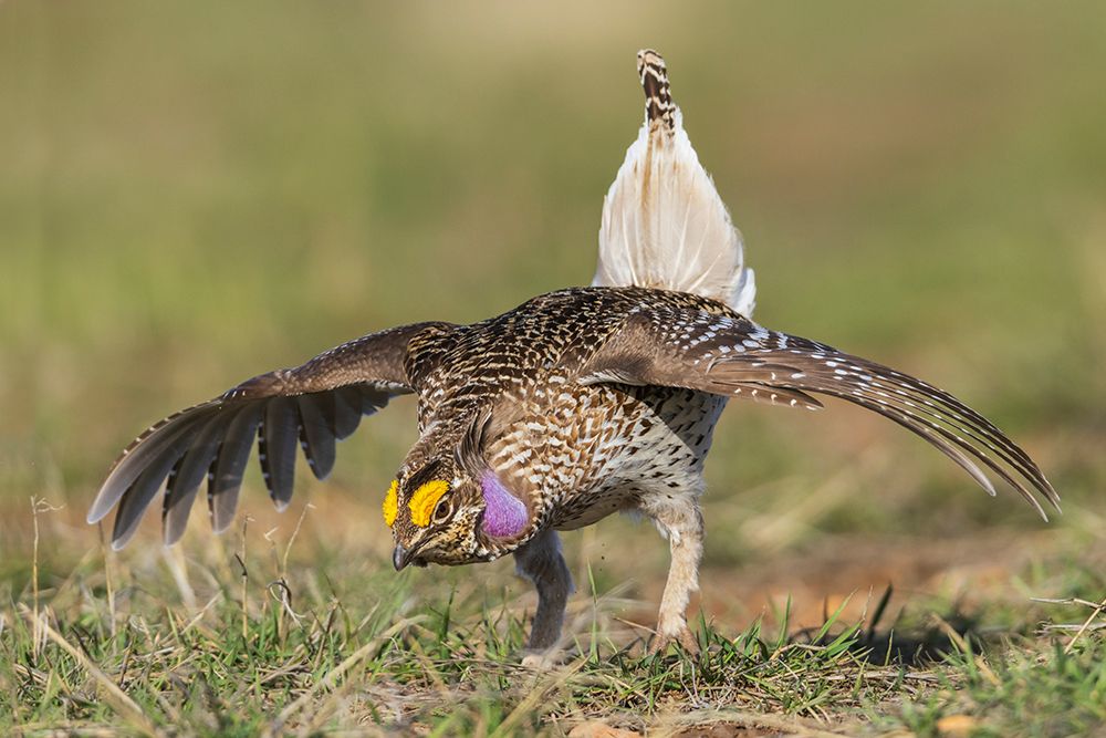 Columbia sharp-tailed grouse courtship display-western prairie-Colorado-USA art print by Ken Archer for $57.95 CAD