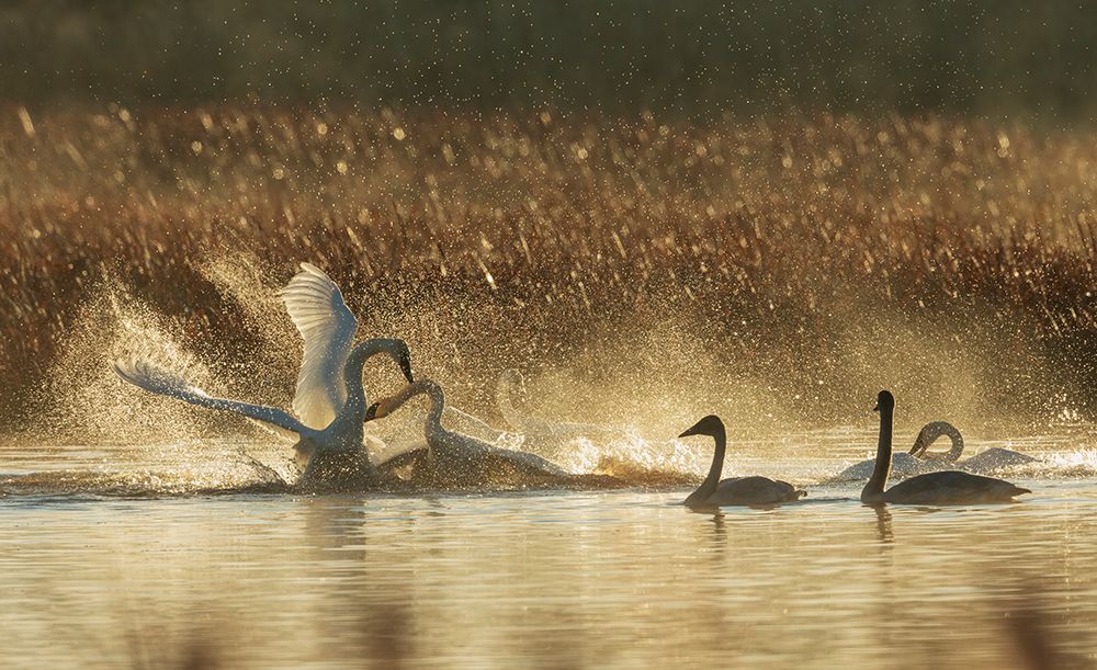 USA-Oregon-Malheur National Wildlife Refuge-trumpeter swans-territory dispute art print by Ken Archer for $57.95 CAD