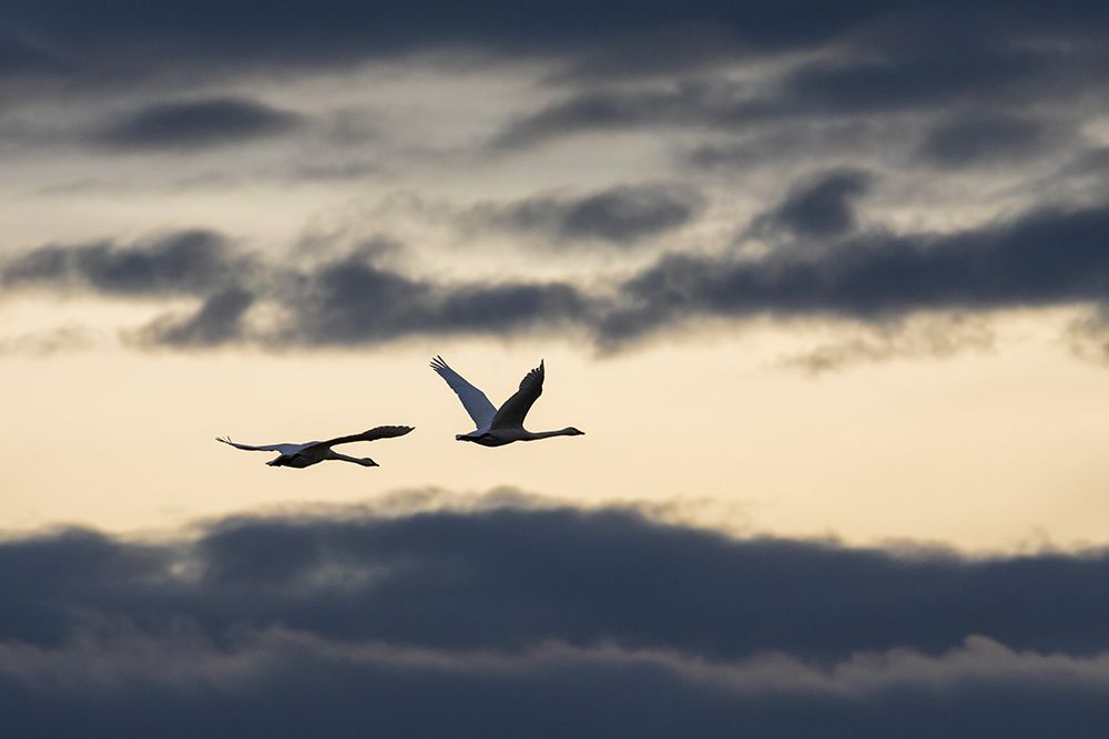 USA-Washington State Skagit Valley-tundra swans flying-winter storm clouds art print by Ken Archer for $57.95 CAD