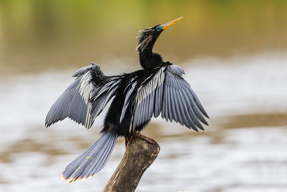 USA-South Texas National Wildlife Refuge-anhinga (male) drying wings art print by Ken Archer for $57.95 CAD