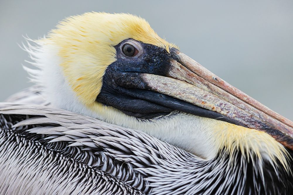 USA-South Texas Brown pelican-close-up of youngster art print by Ken Archer for $57.95 CAD