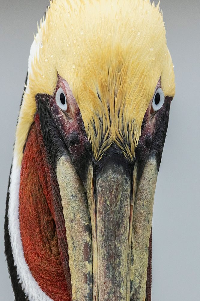 USA-South Texas Aranas National Wildlife refuge-brown pelican art print by Ken Archer for $57.95 CAD