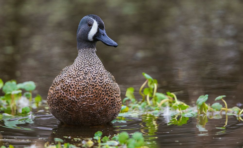 USA-South Texas Aranas National Wildlife Refuge-blue-winged teal drake art print by Ken Archer for $57.95 CAD
