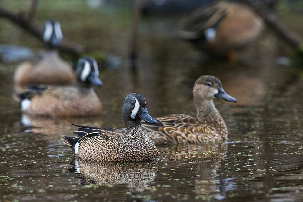 USA-South Texas Aranas National Wildlife Refuge-blue-winged teal ducks art print by Ken Archer for $57.95 CAD