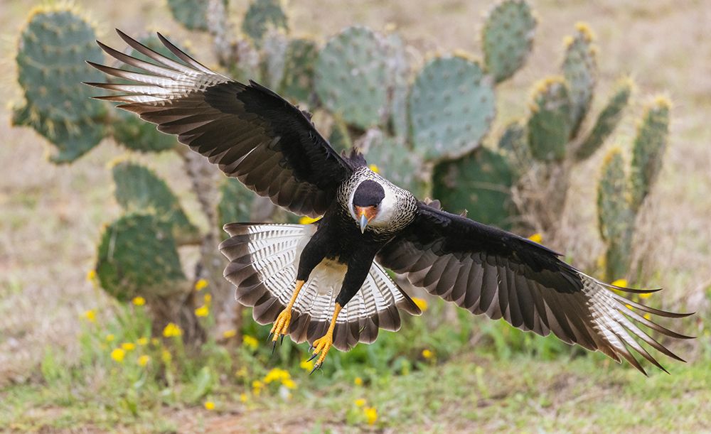USA-South Texas Laguna Seca-crested caracara alighting art print by Ken Archer for $57.95 CAD