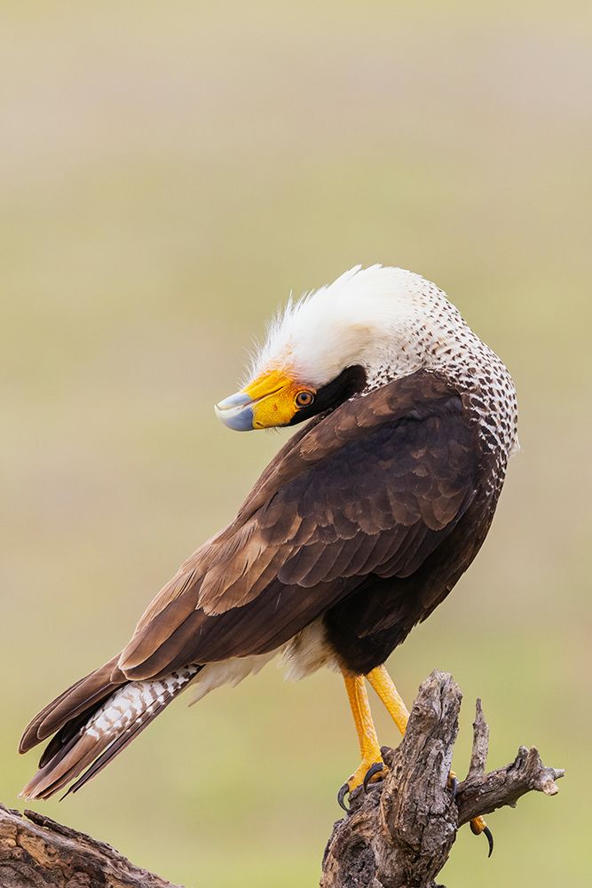 USA-South Texas Laguna Seca-crested caracara display art print by Ken Archer for $57.95 CAD