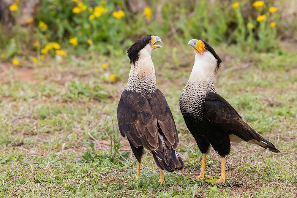 USA-South Texas Laguna Seca-crested caracara pair art print by Ken Archer for $57.95 CAD