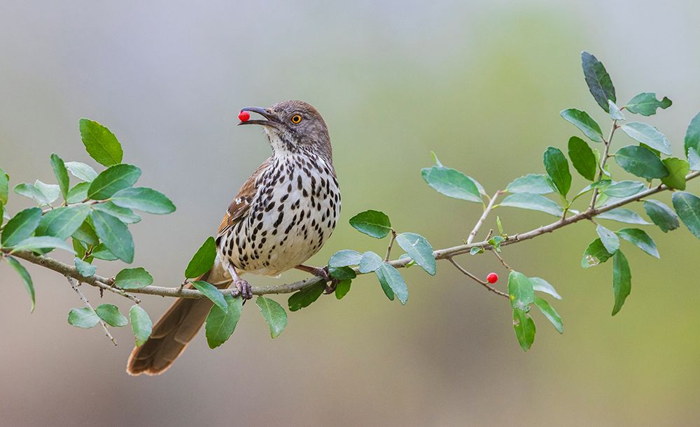 USA-South Texas Long-billed thrasher with berry art print by Ken Archer for $57.95 CAD