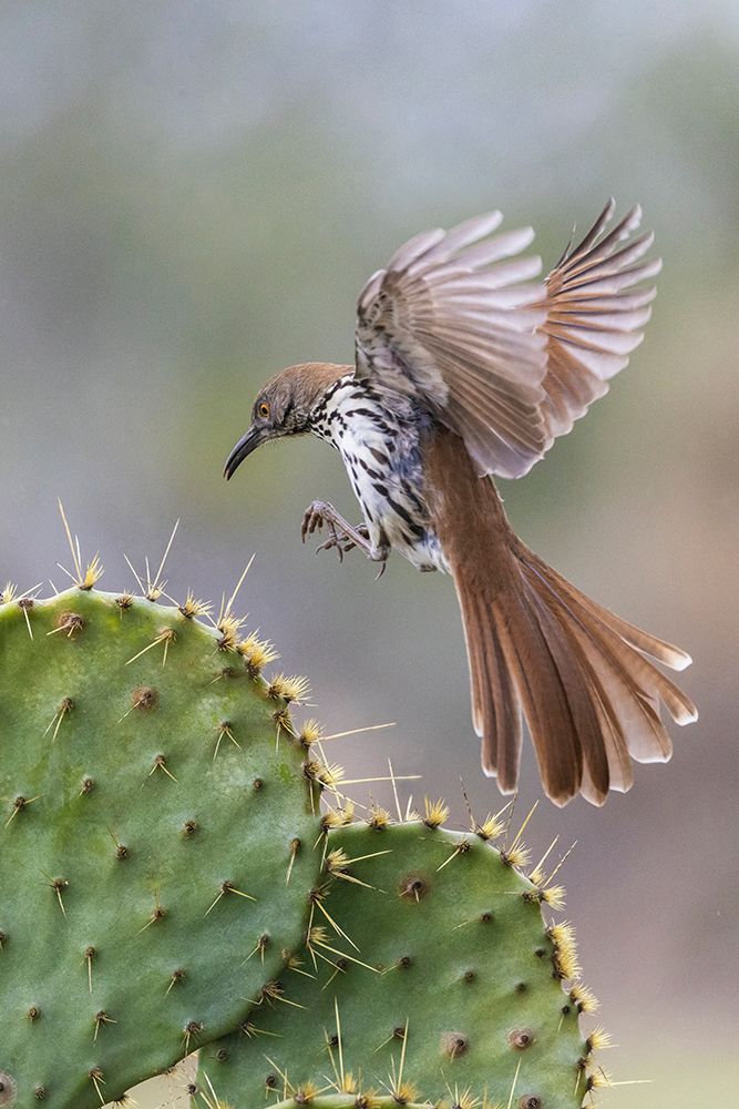 USA-South Texas Long-billed thrasher alighting on cactus art print by Ken Archer for $57.95 CAD
