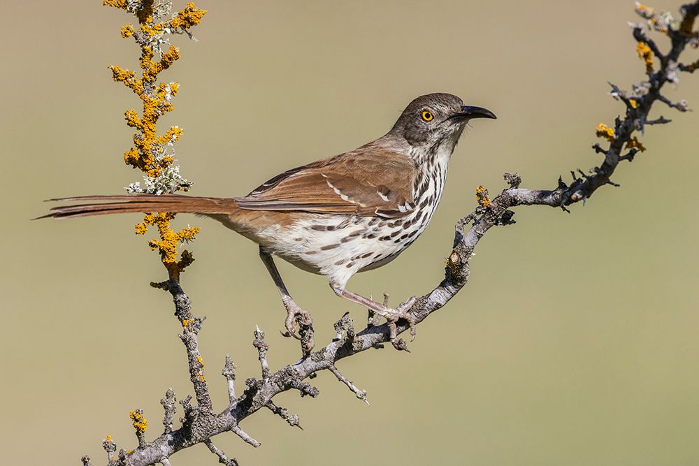 USA-South Texas Long-billed thrasher art print by Ken Archer for $57.95 CAD