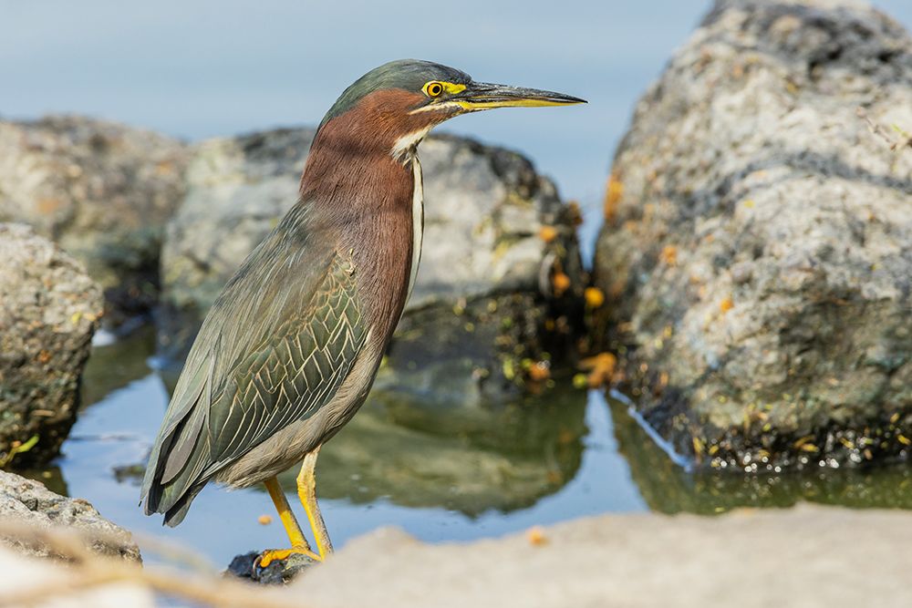 USA-South Texas Green-backed heron hunting art print by Ken Archer for $57.95 CAD