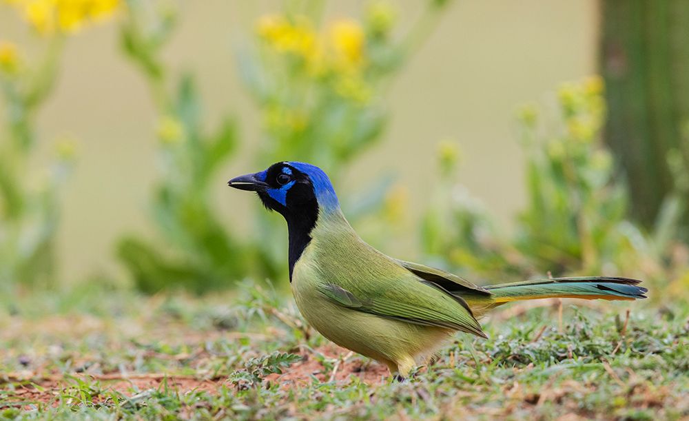 USA-South Texas Laguna Seca-green jay art print by Ken Archer for $57.95 CAD