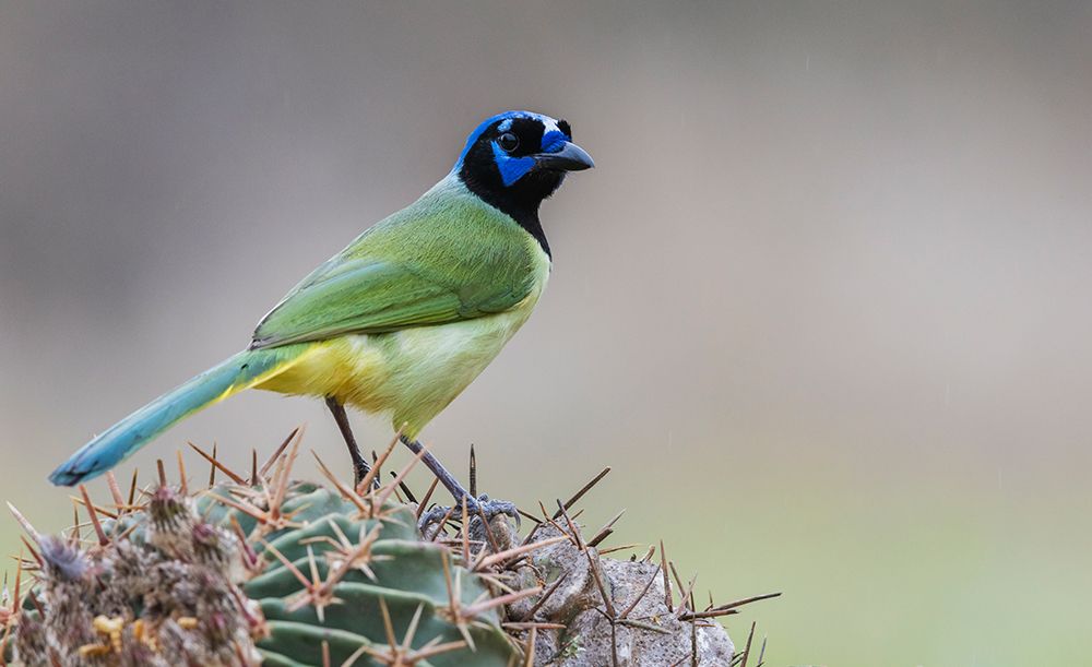 USA-South Texas Green jay, art print by Ken Archer for $57.95 CAD