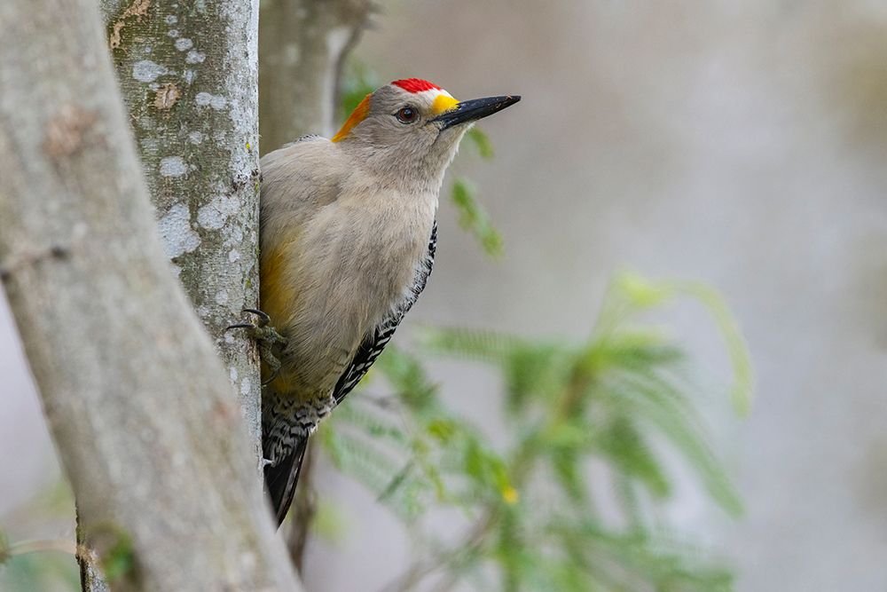 USA-South Texas Golden-fronted woodpecker art print by Ken Archer for $57.95 CAD
