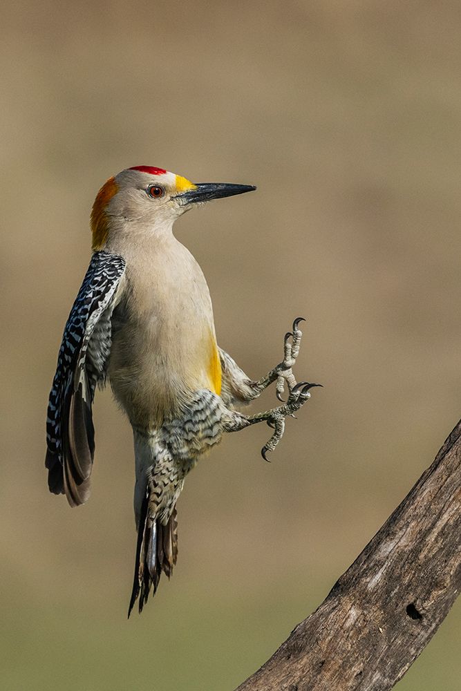 USA-South Texas Laguna Seca Ranch-golden-fronted woodpecker alighting art print by Ken Archer for $57.95 CAD