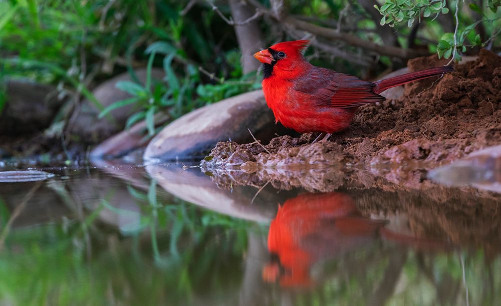 USA-South Texas Northern cardinal getting a drink art print by Ken Archer for $57.95 CAD