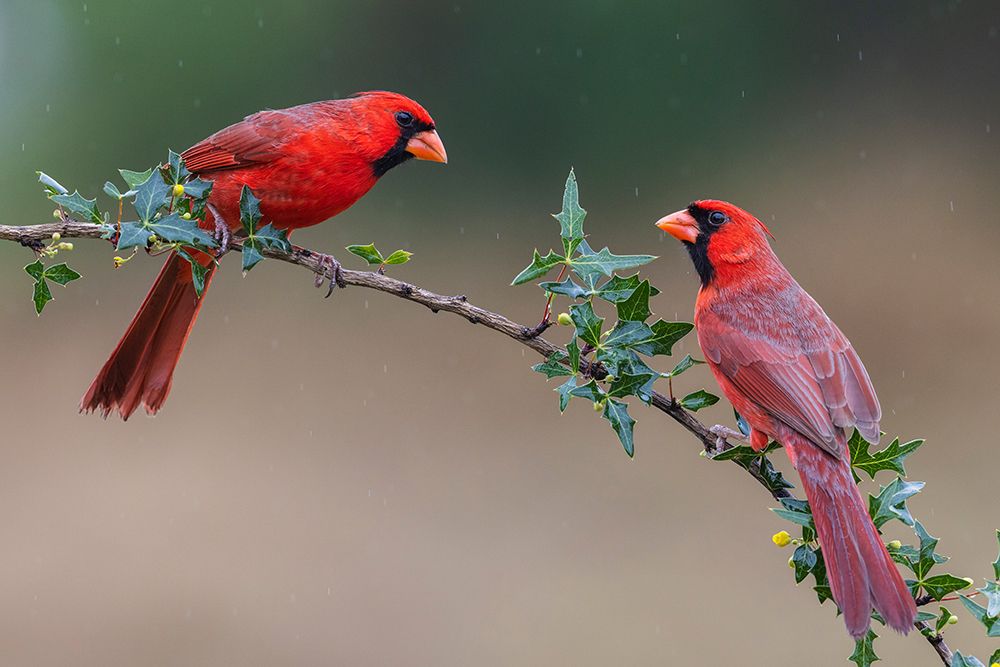 USA-South Texas Northern cardinal males art print by Ken Archer for $57.95 CAD