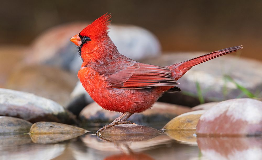 USA-South Texas Northern cardinal getting a drink art print by Ken Archer for $57.95 CAD