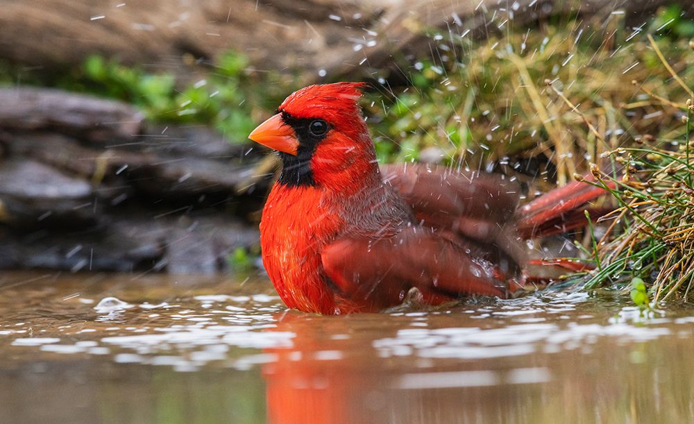 USA-South Texas Northern cardinal bathing art print by Ken Archer for $57.95 CAD